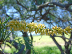 Prosopis odorata