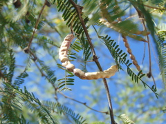 Prosopis odorata
