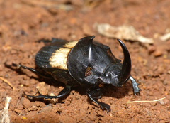 Tragiscus dimidiatus