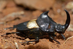 Tragiscus dimidiatus