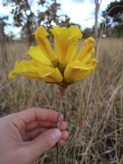 Handroanthus coronatus