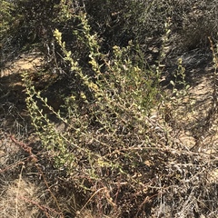 Hazardia squarrosa grindelioides