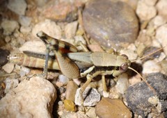 Melanoplus glaucipes