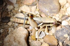 Melanoplus glaucipes