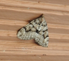 Thera contractata
