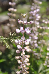 Lupinus arbustus