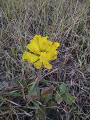 Handroanthus coronatus