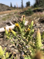 Hazardia whitneyi discoidea