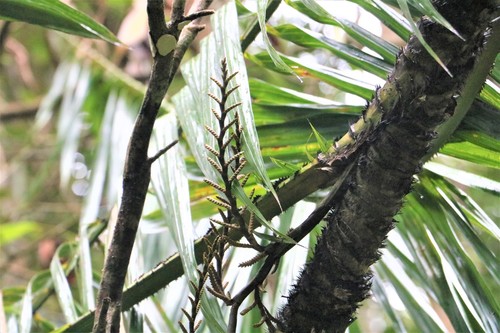 Calamus zeylanicus