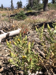 Hazardia whitneyi discoidea