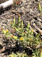 Hazardia whitneyi discoidea