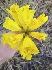 Handroanthus coronatus