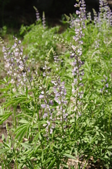 Lupinus arbustus