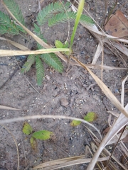 Handroanthus coronatus