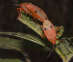 Probergrothius nigricornis