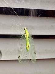 Leucochrysa insularis