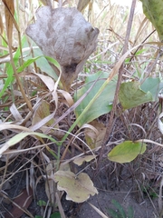 Handroanthus coronatus