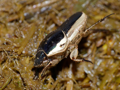 Oniticellus egregius