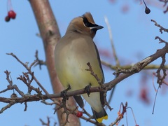 Bombycilla cedrorum