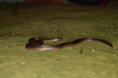 Atractus orcesi