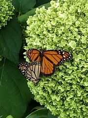 Danaus plexippus