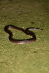 Atractus orcesi