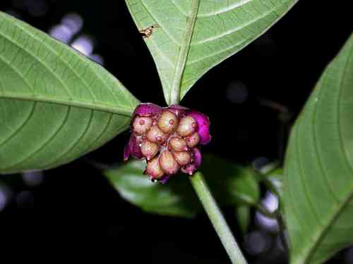 Psychotria platypoda