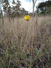 Handroanthus coronatus