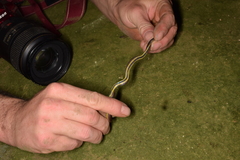 Atractus orcesi