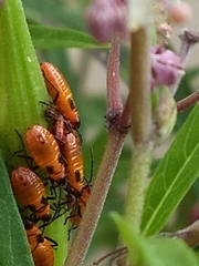 Oncopeltus fasciatus