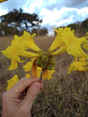 Handroanthus coronatus