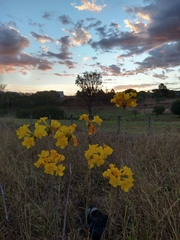 Handroanthus coronatus