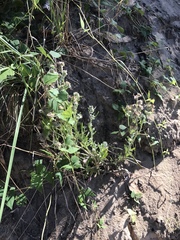 Gamochaeta antillana