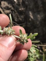 Gamochaeta antillana