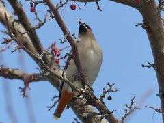 Bombycilla garrulus