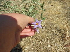 Solanum elaeagnifolium