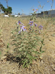 Solanum elaeagnifolium