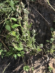 Gamochaeta antillana