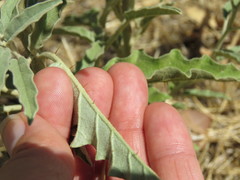 Solanum elaeagnifolium