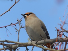Bombycilla garrulus