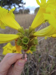 Handroanthus coronatus