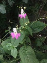 Impatiens balfourii