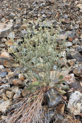 Eriogonum rupinum