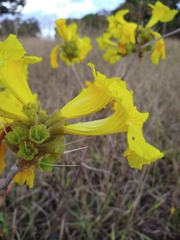 Handroanthus coronatus