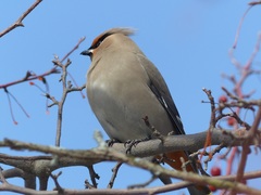 Bombycilla garrulus
