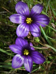 Sisyrinchium scabrum