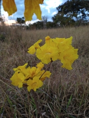 Handroanthus coronatus