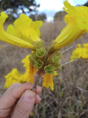 Handroanthus coronatus