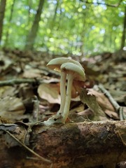 Clitocybe americana