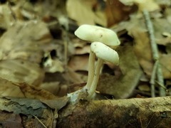 Clitocybe americana